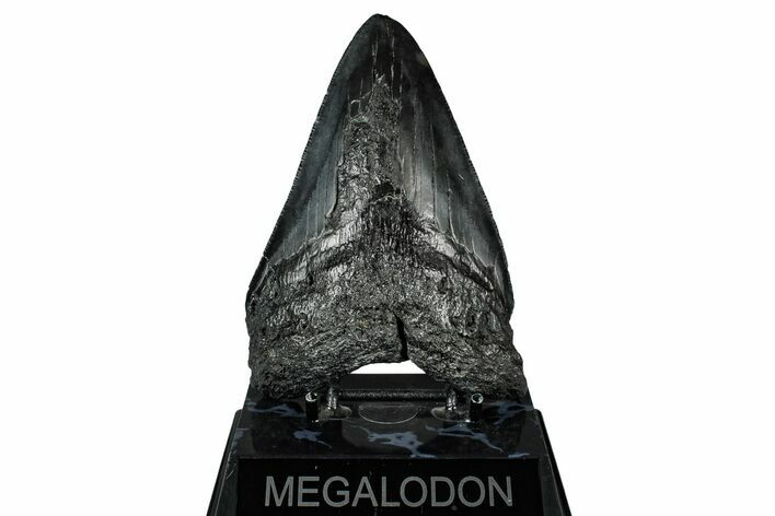 Bargain, Fossil Megalodon Tooth - Serrated Blade #345783